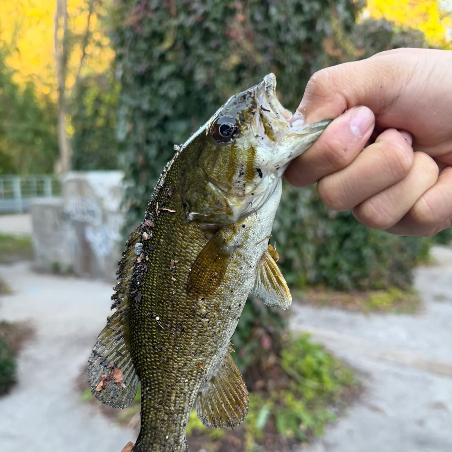 Smallmouth bass caught on Fishbrain