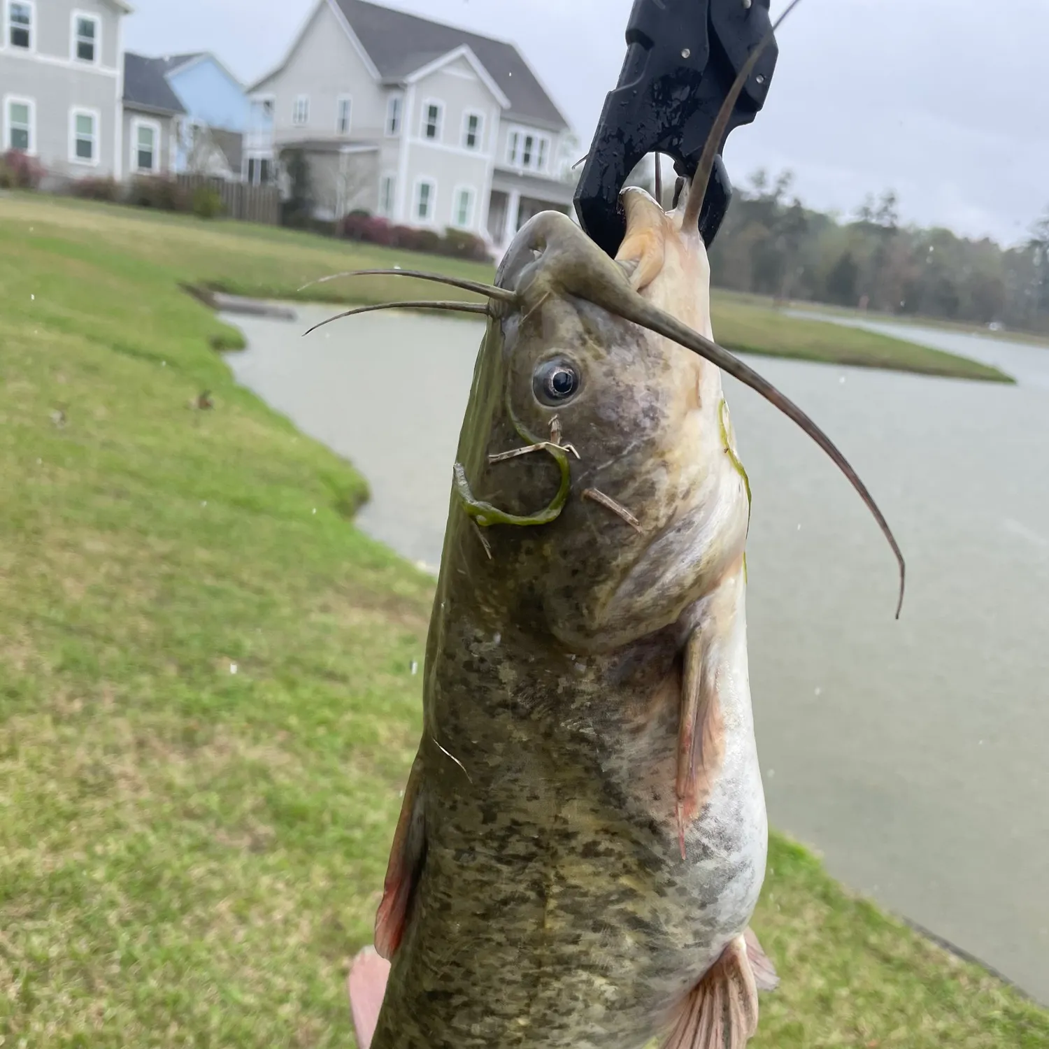 The most recent Brown bullhead catches on Fishbrain