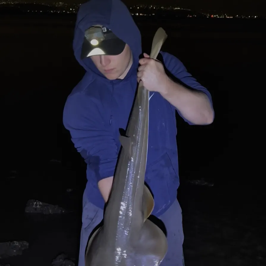 The most recent Pacific shovelnose guitarfish catches on Fishbrain