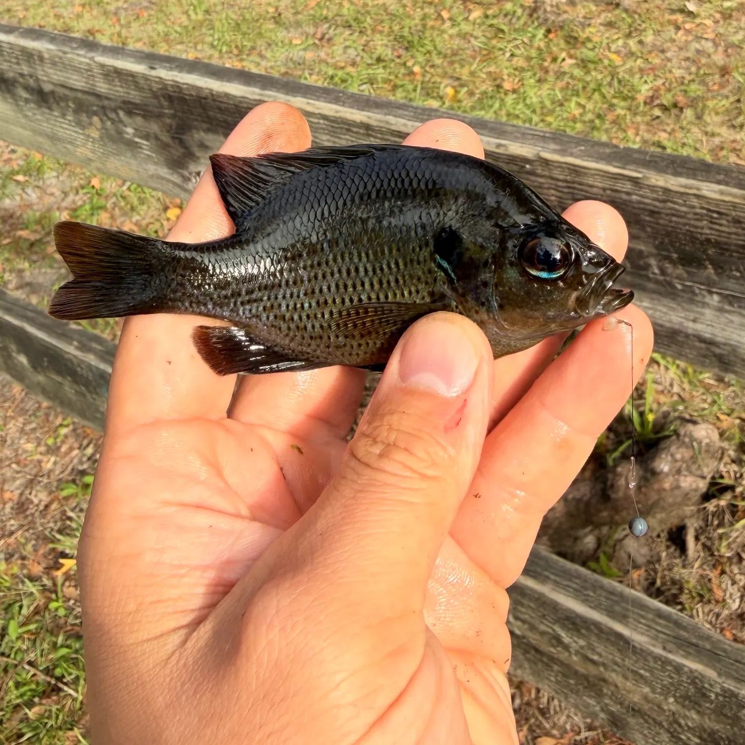 Spotted sunfish caught on Fishbrain
