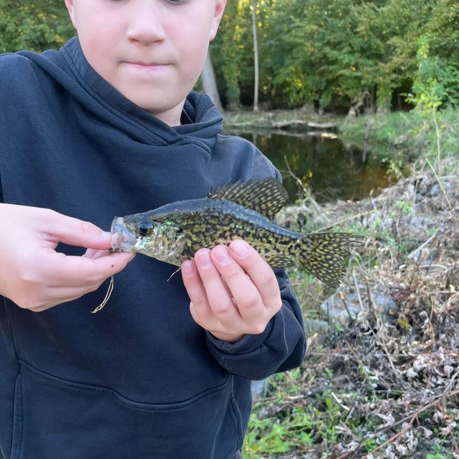 Black crappie caught on Fishbrain
