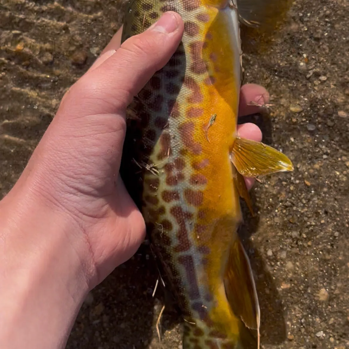 The most recent Tiger trout catches on Fishbrain