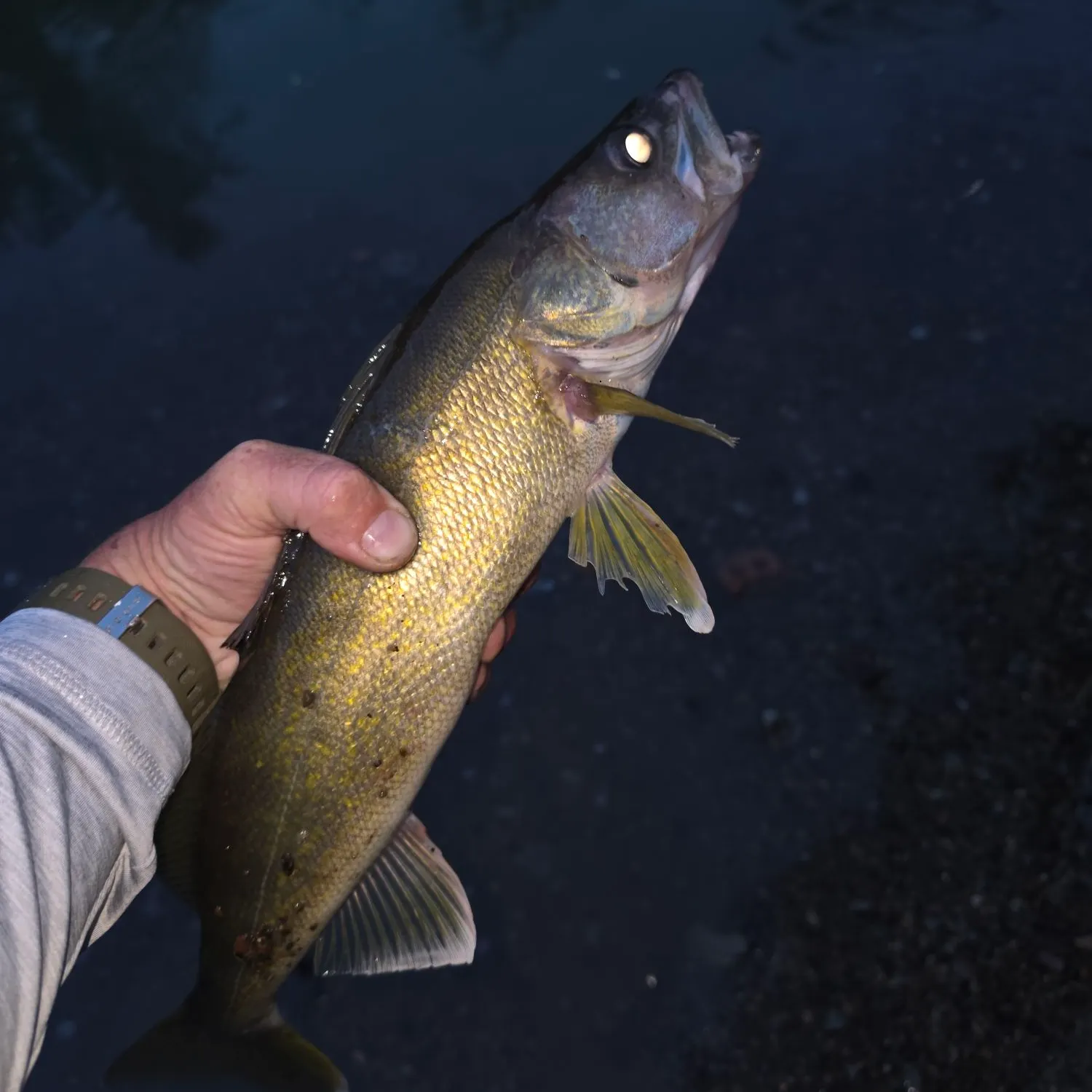 Walleye caught on Fishbrain