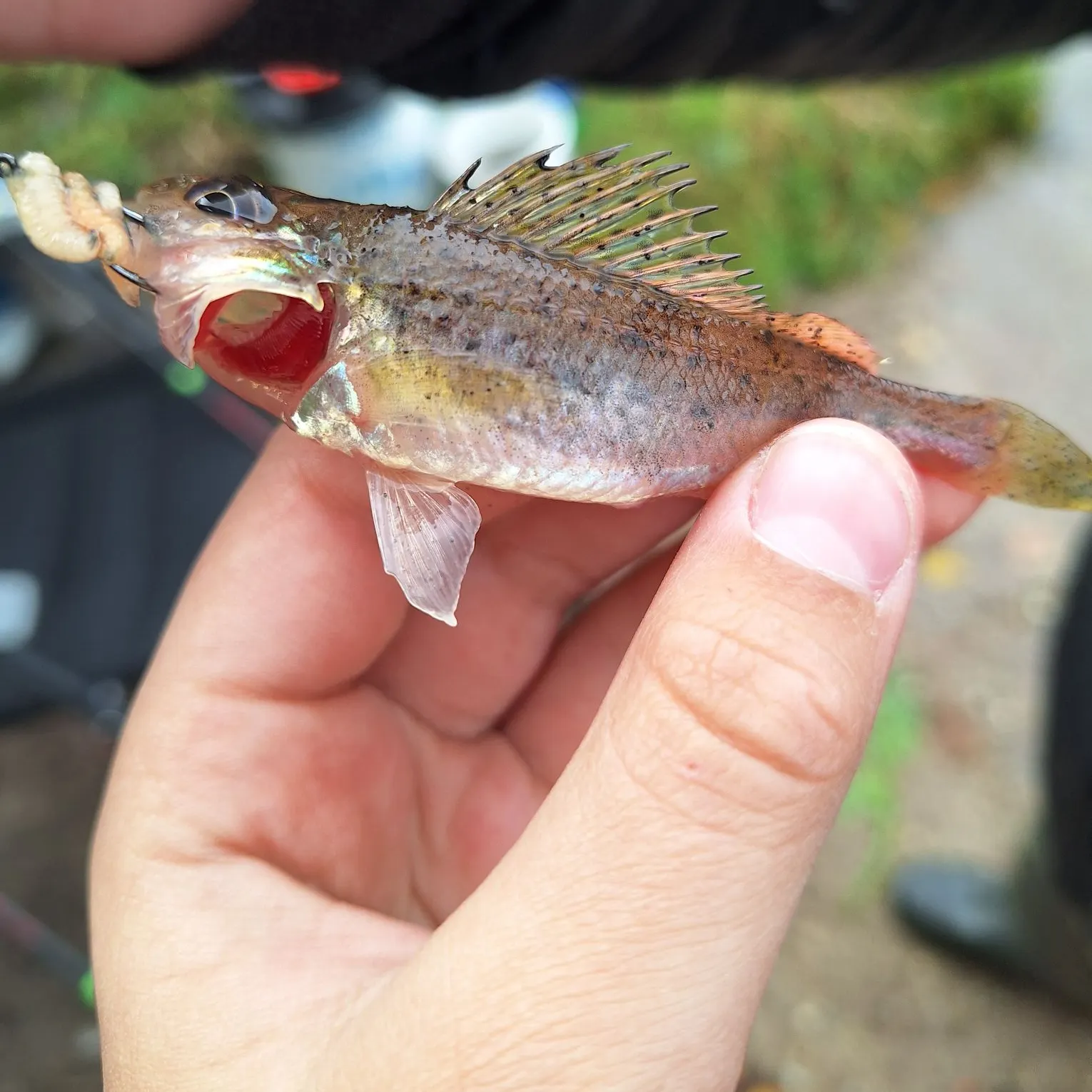 Eurasian ruffe caught on Fishbrain