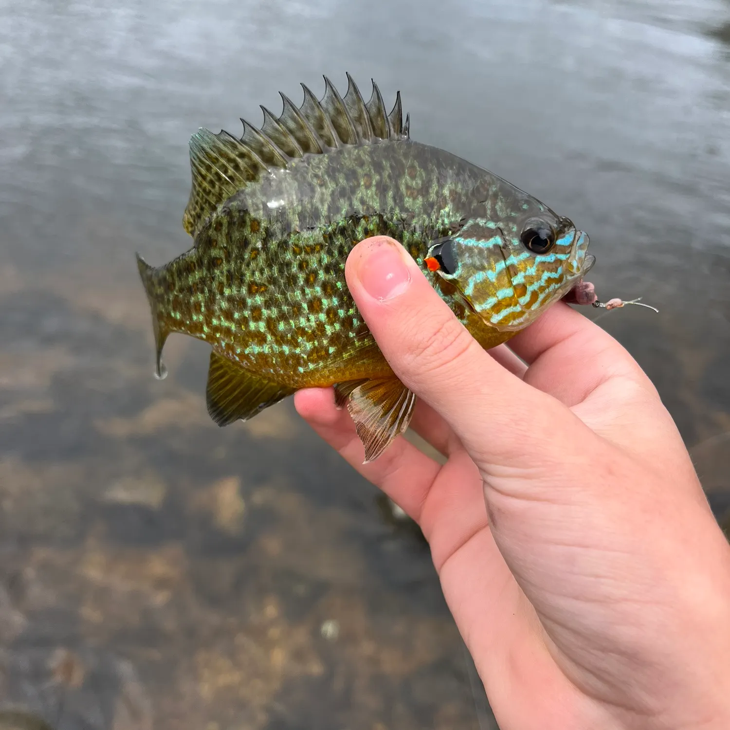 Pumpkinseed caught on Fishbrain