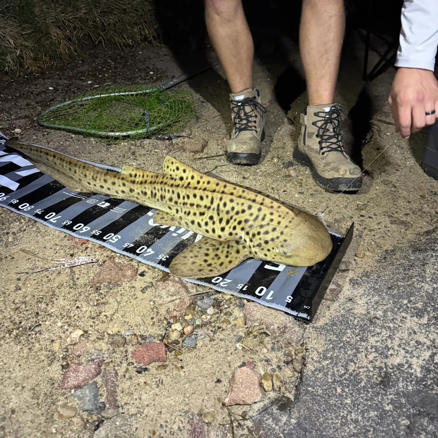 The most recent Zebra shark catches on Fishbrain