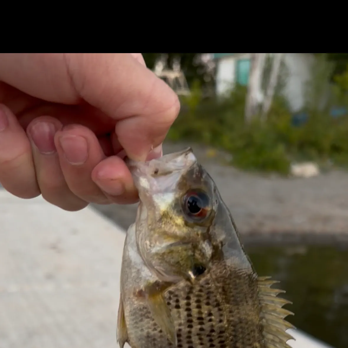 Rock bass caught on Fishbrain