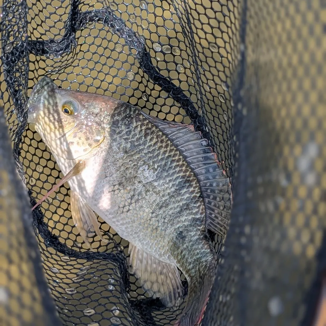 The most recent Mozambique tilapia catches on Fishbrain