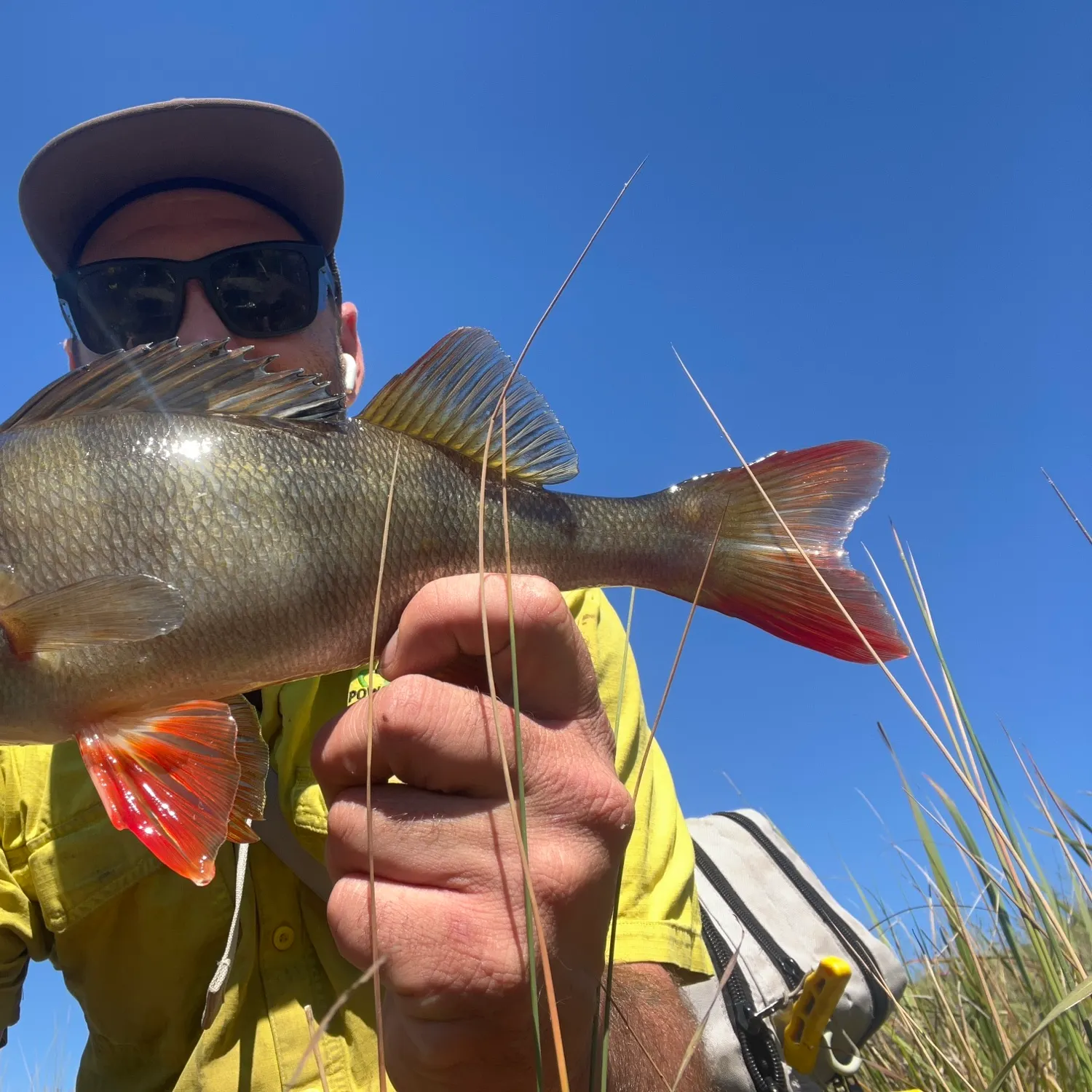 European perch caught on Fishbrain