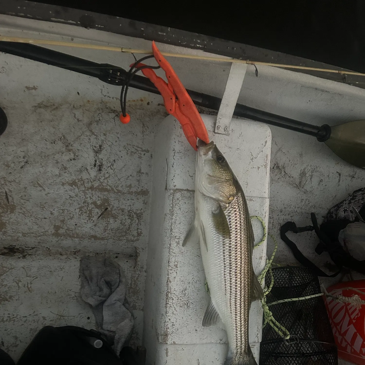Striped bass caught on Fishbrain