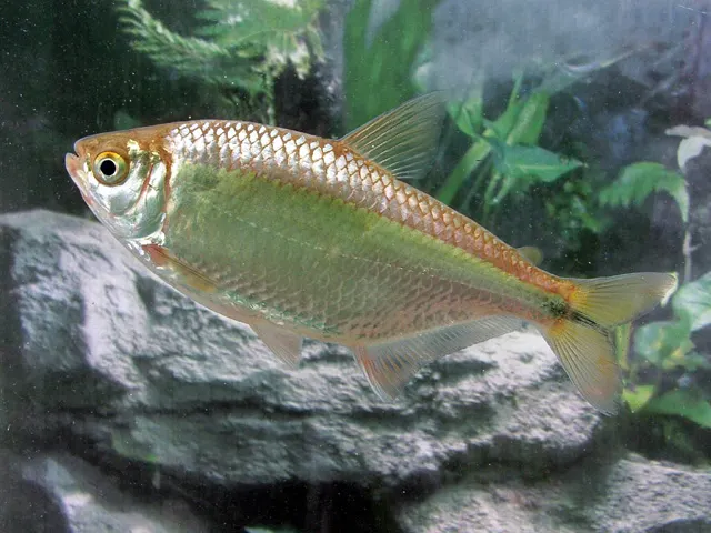 Banded tetra