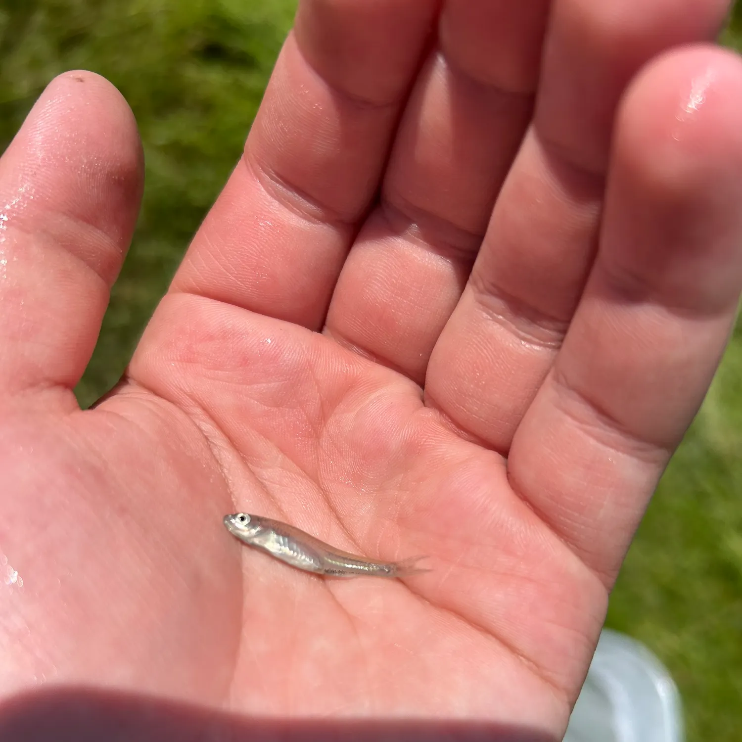 The most recent Blackchin shiner catches on Fishbrain