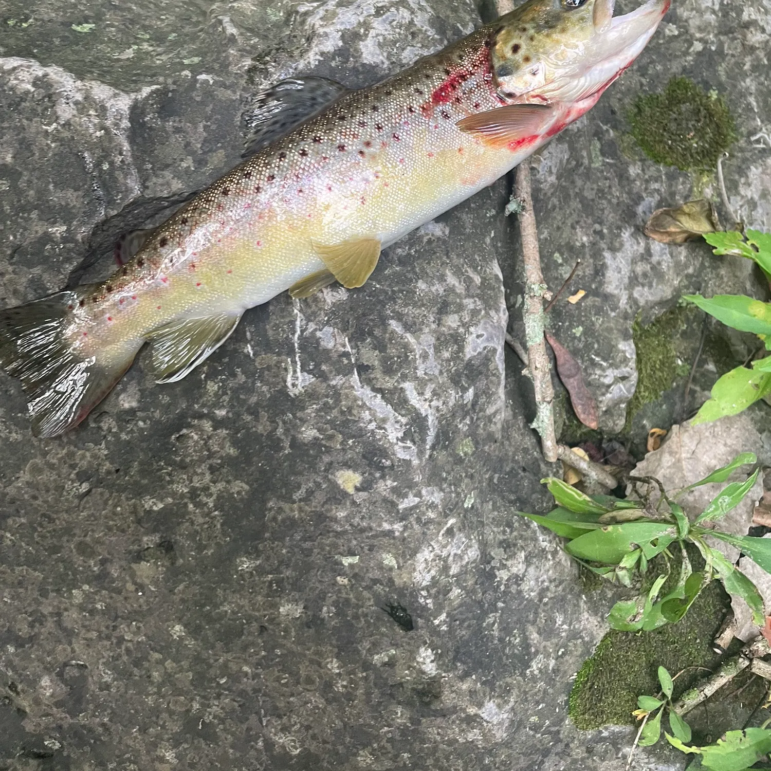 recently logged catches