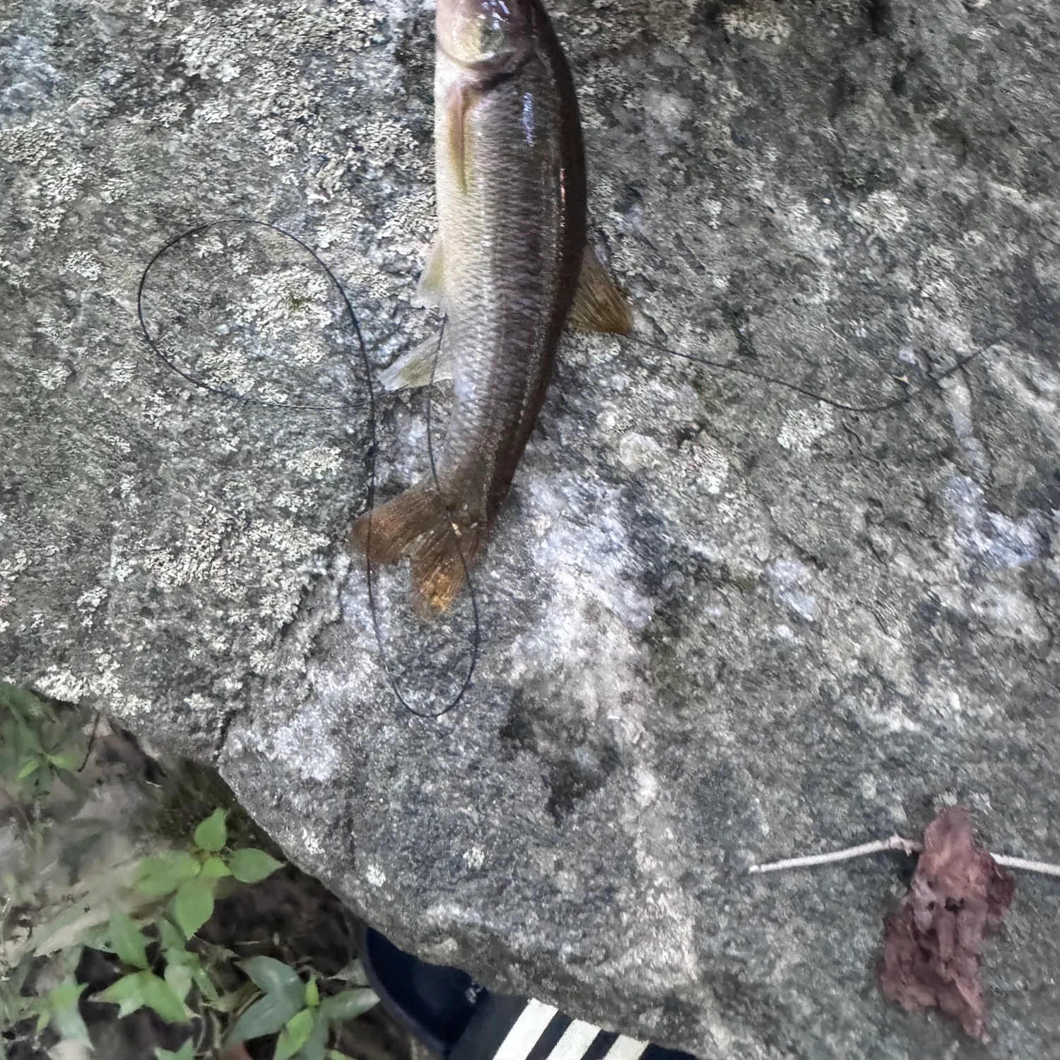 The most recent Cutlips minnow catches on Fishbrain