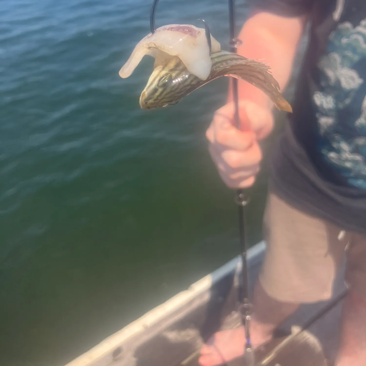 The most recent Atlantic blue marlin catches on Fishbrain