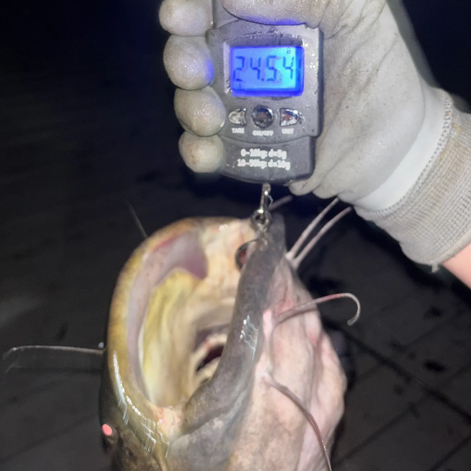 Flathead catfish caught on Fishbrain