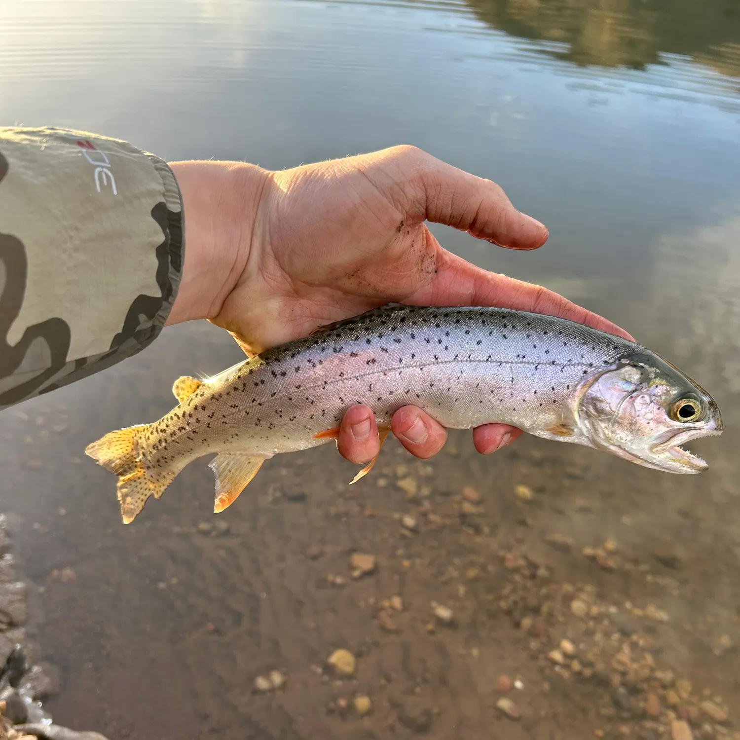 The most recent Bear Lake cutthroat trout catches on Fishbrain