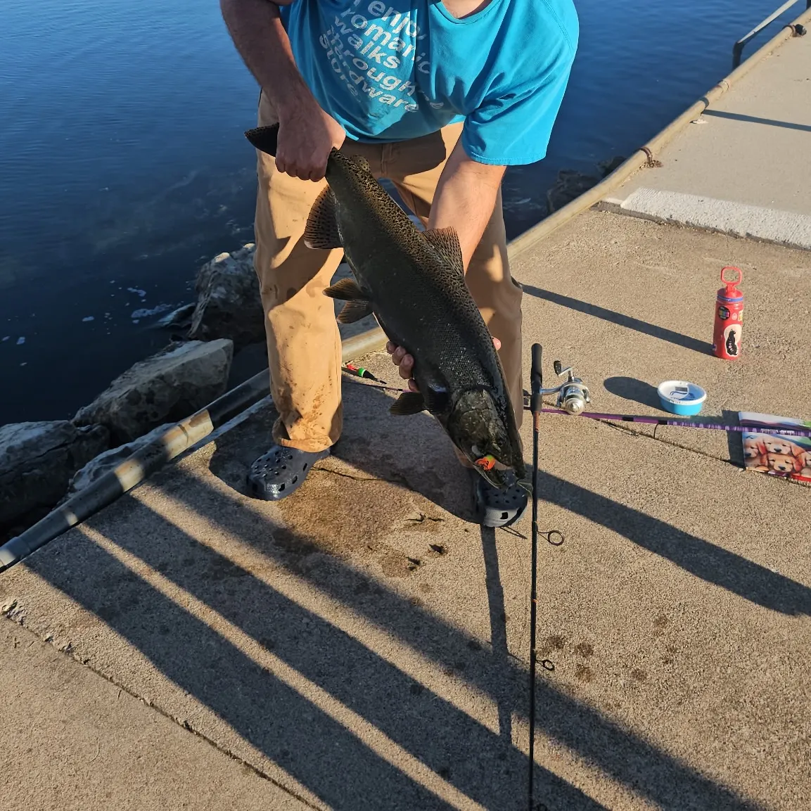 Brown trout caught on Fishbrain