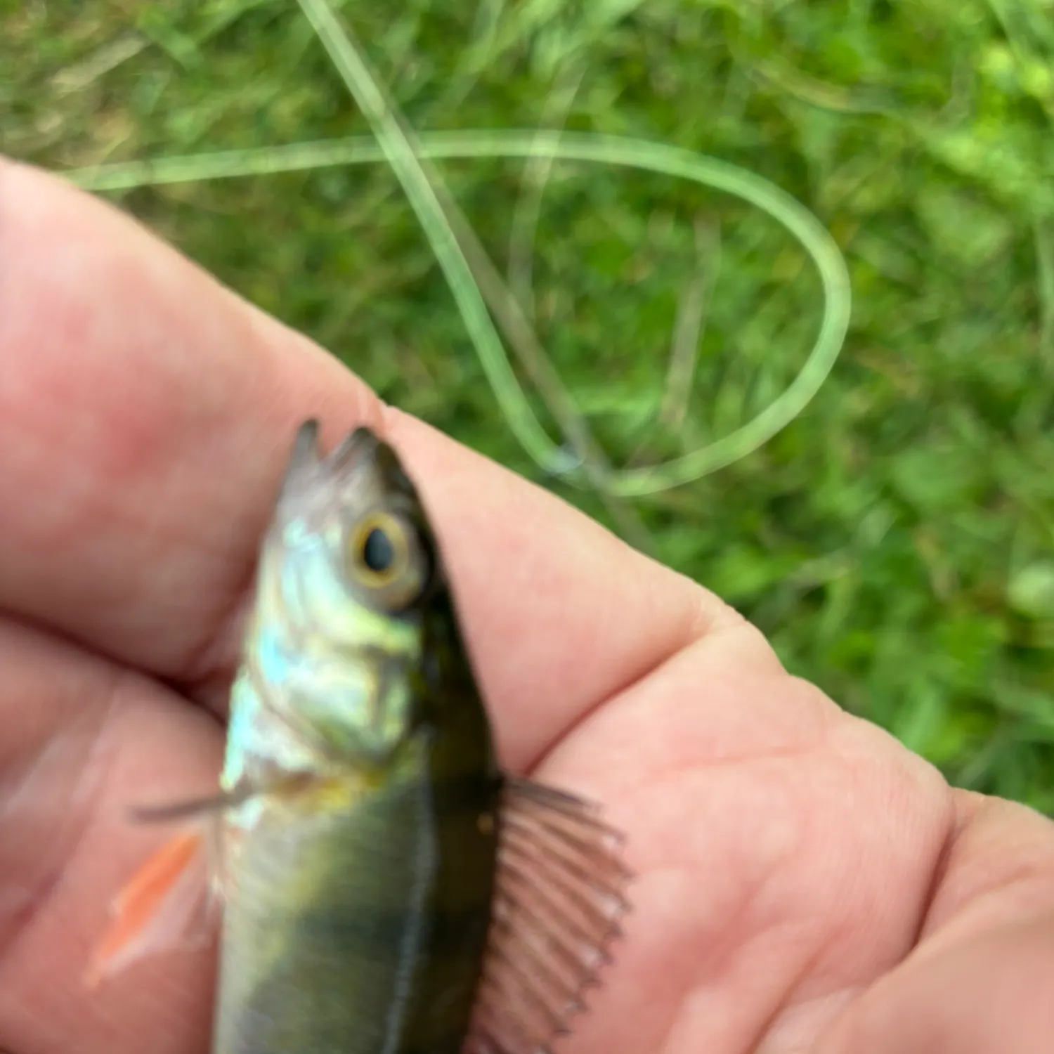 European perch caught on Fishbrain