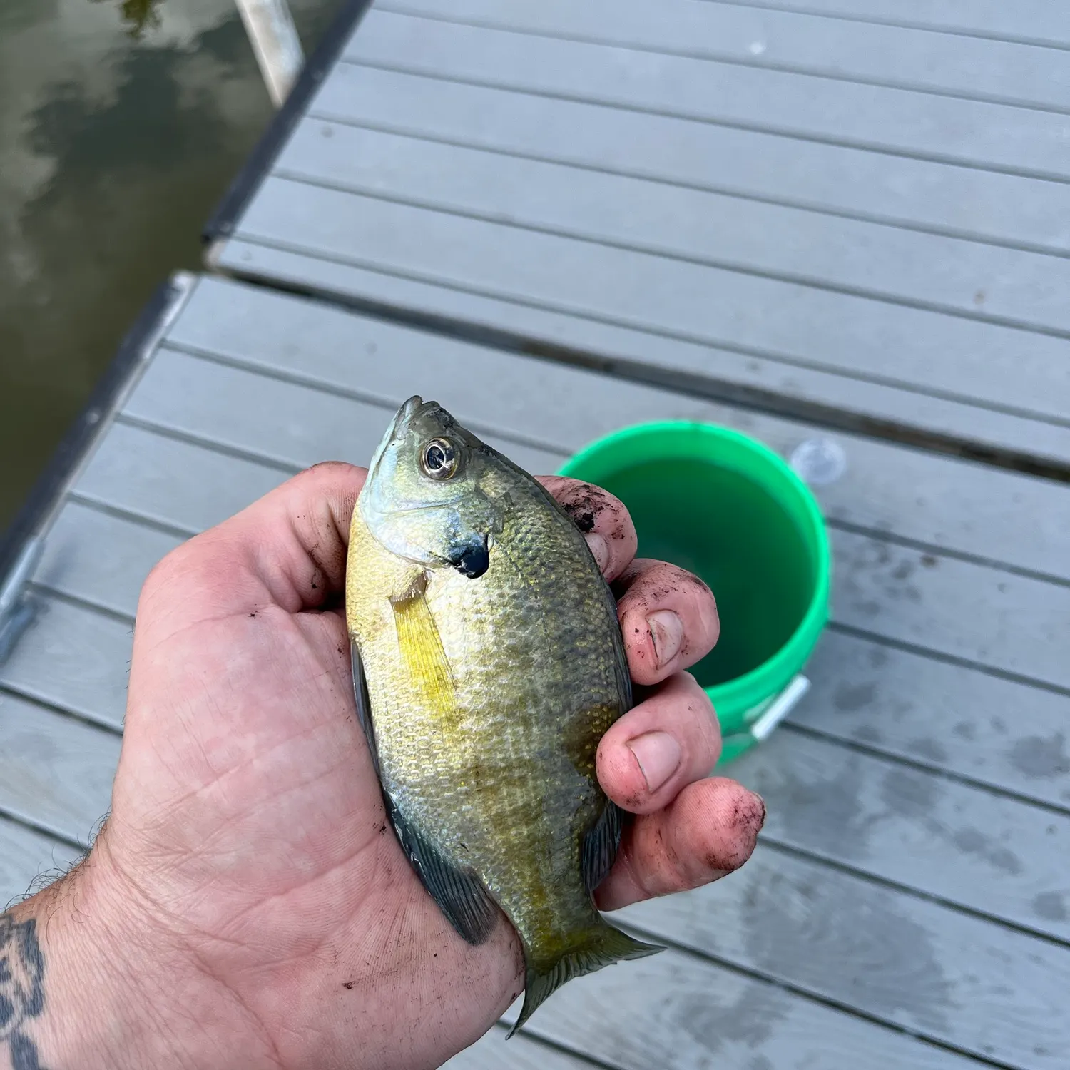 Bluegill caught on Fishbrain