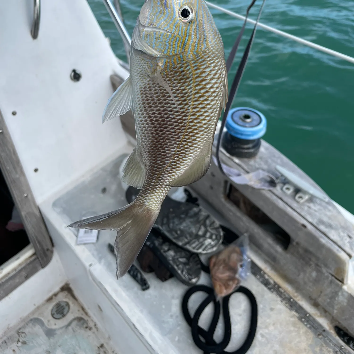 The most recent White grunt catches on Fishbrain