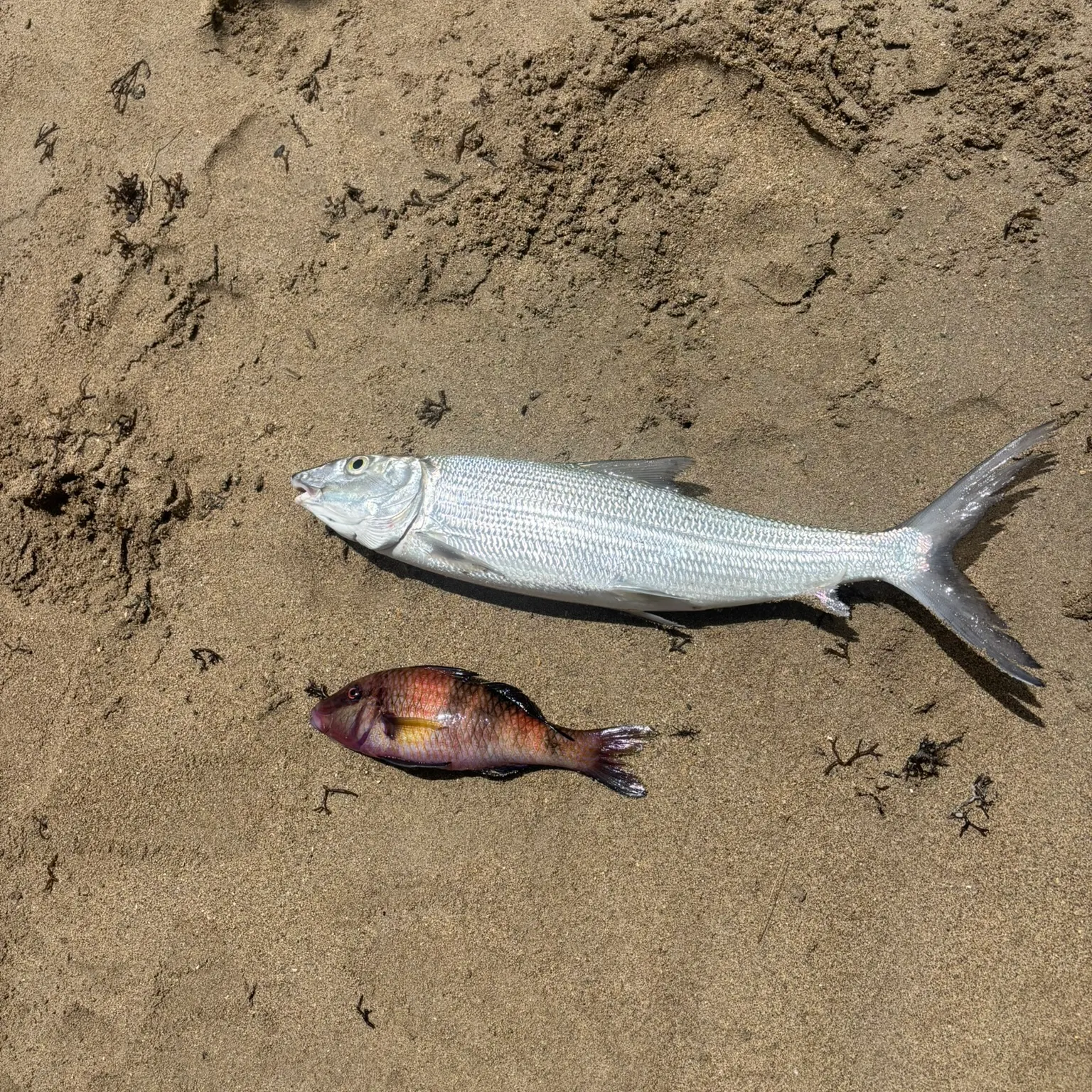 The most recent West Atlantic bonefish catches on Fishbrain