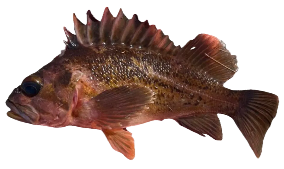 Copper rockfish