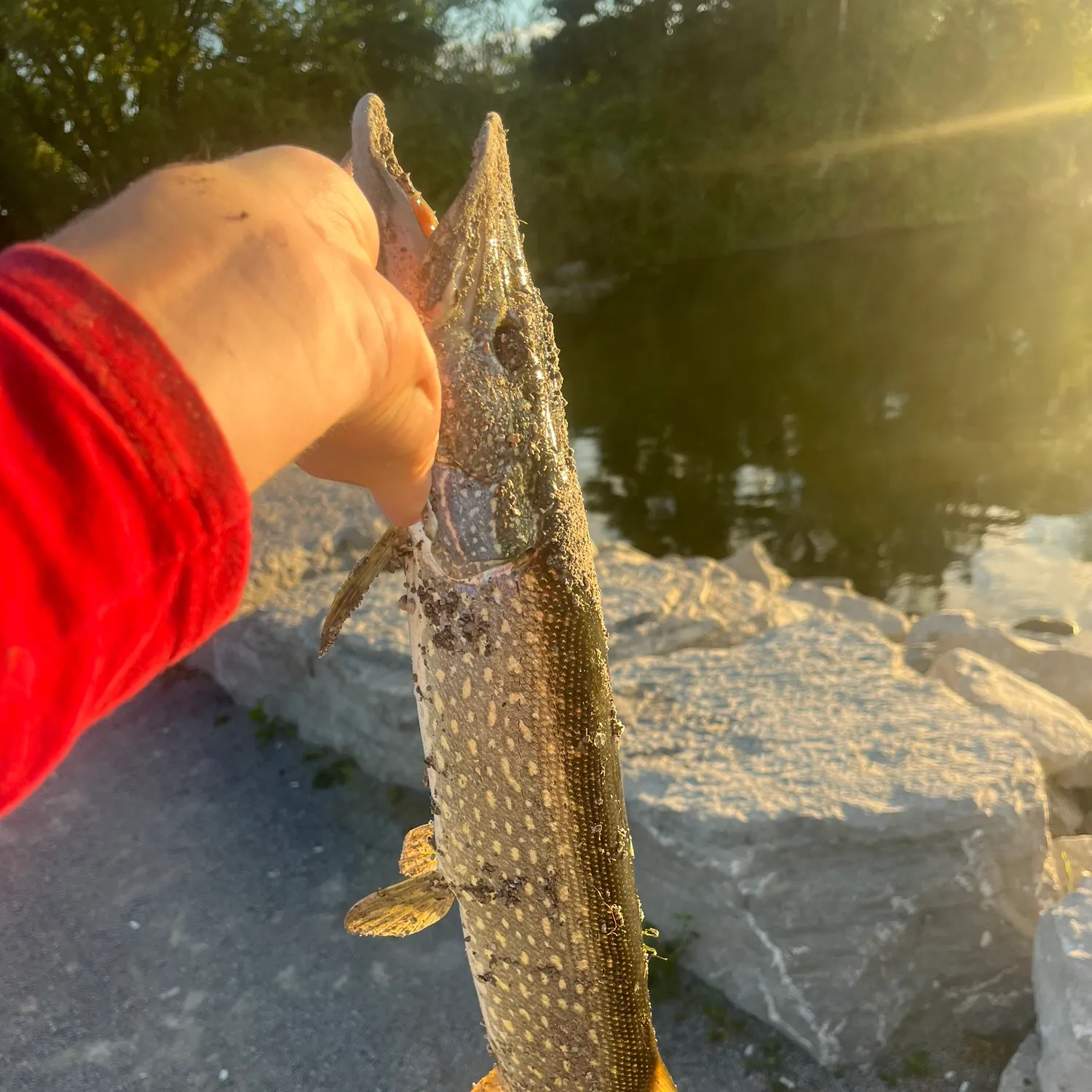 catch