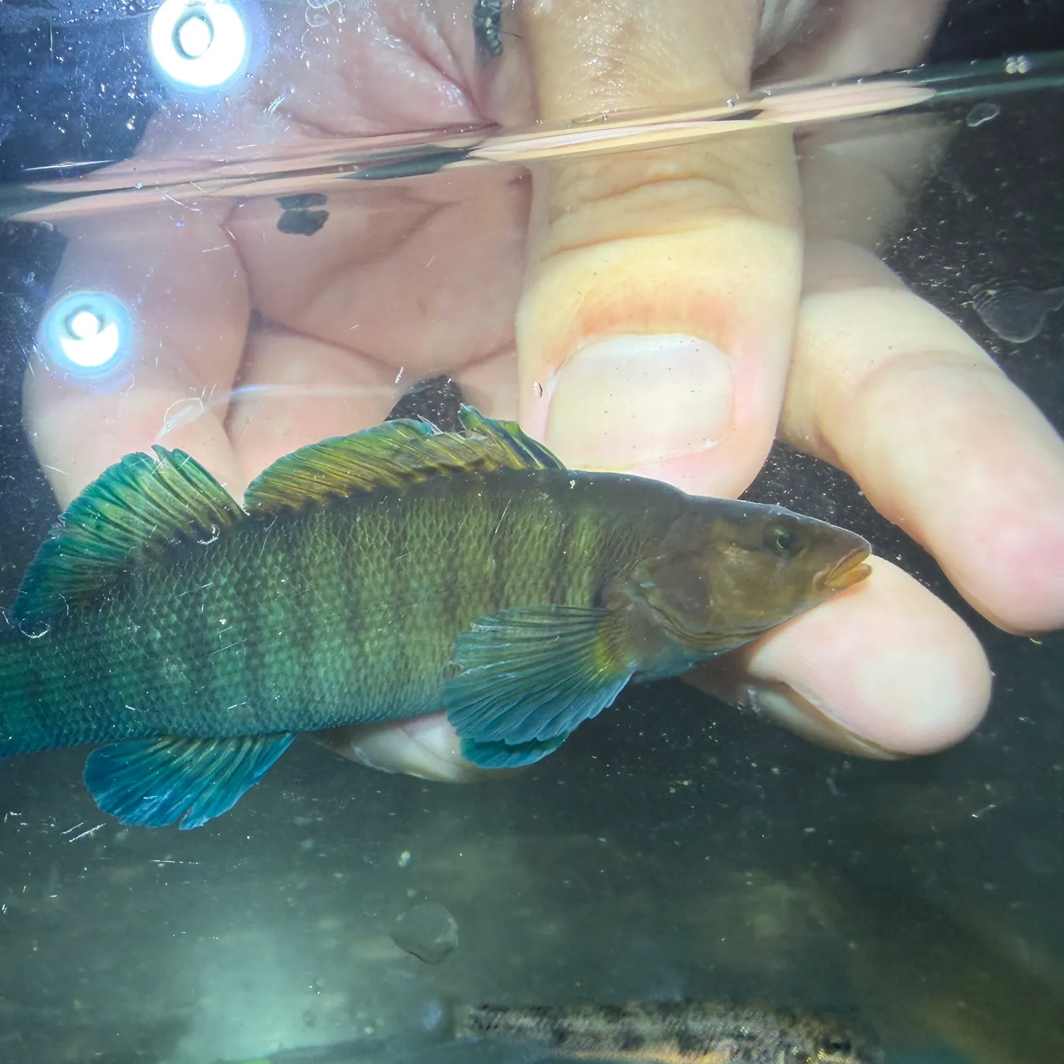 The most recent Spotted darter catches on Fishbrain