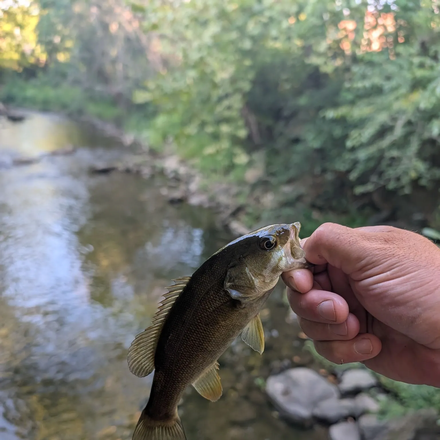 Smallmouth bass caught on Fishbrain
