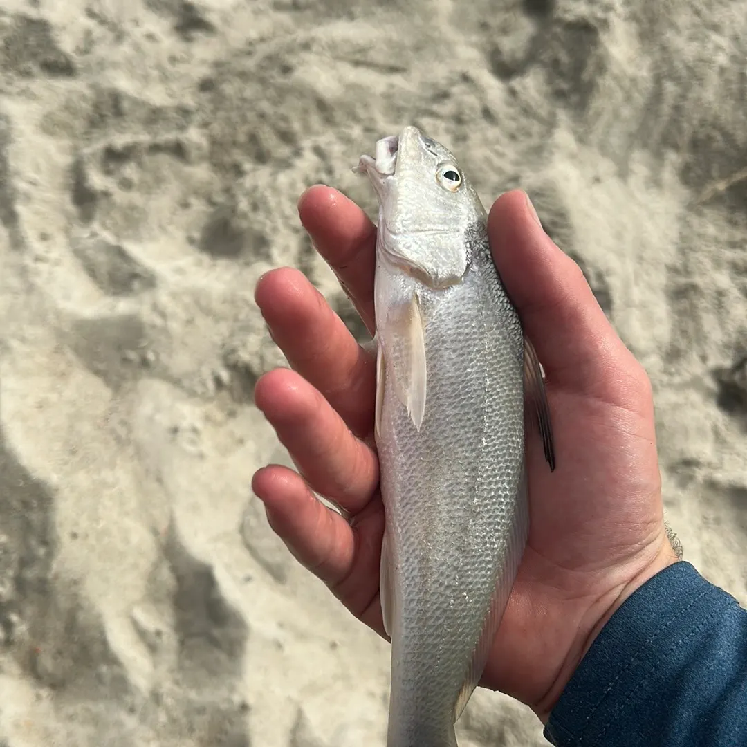 Gulf kingcroaker caught on Fishbrain