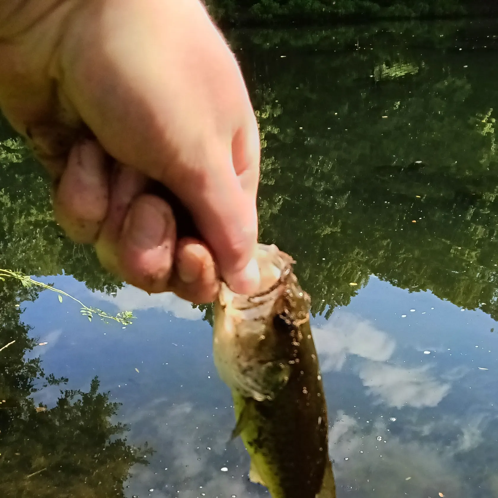Largemouth bass caught on Fishbrain