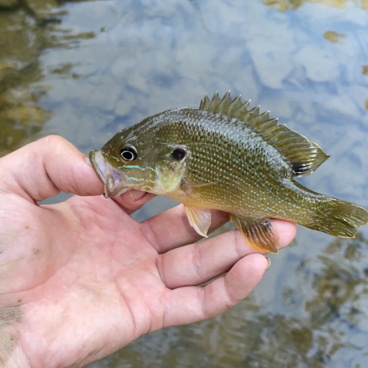 Green sunfish caught on Fishbrain