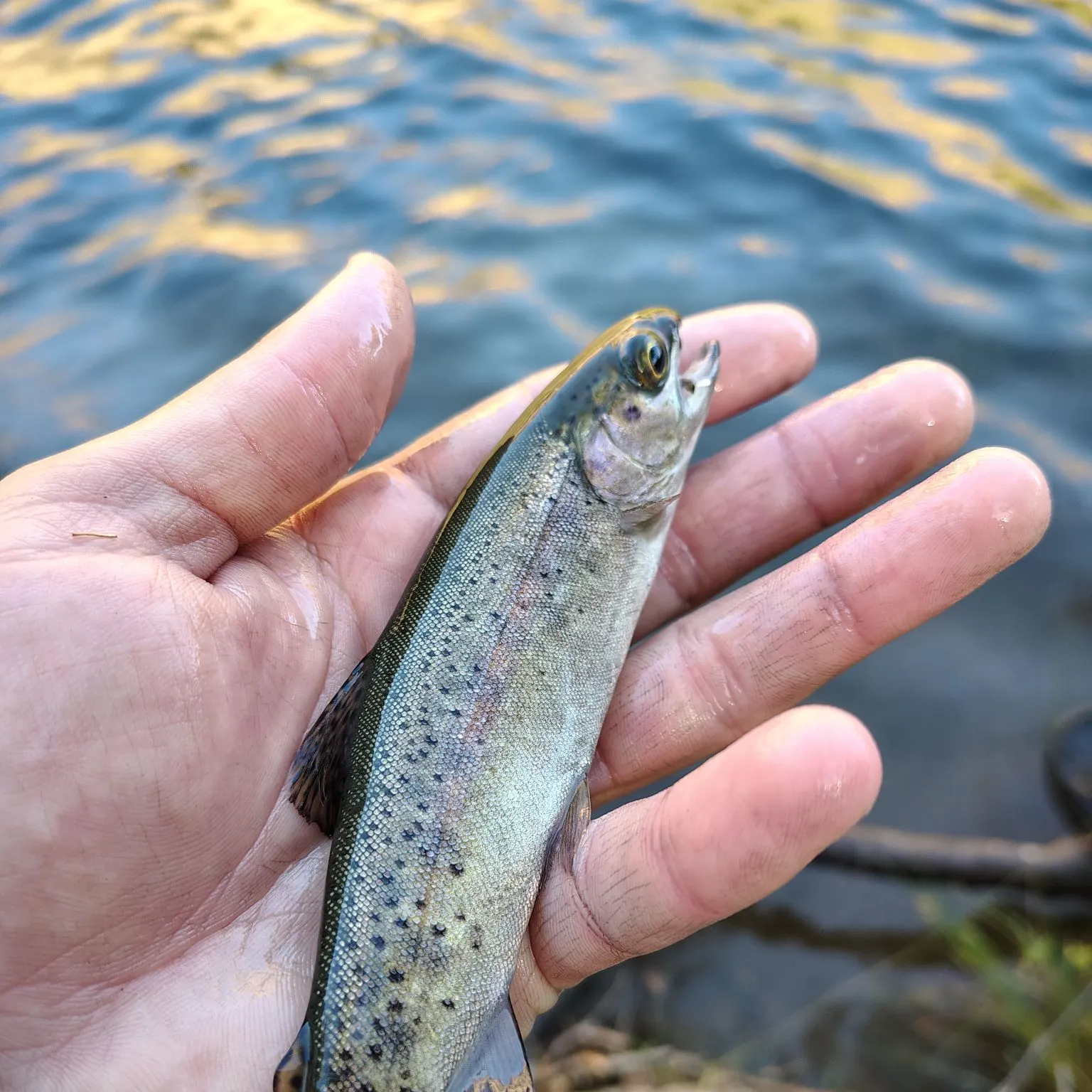 Rainbow trout caught on Fishbrain