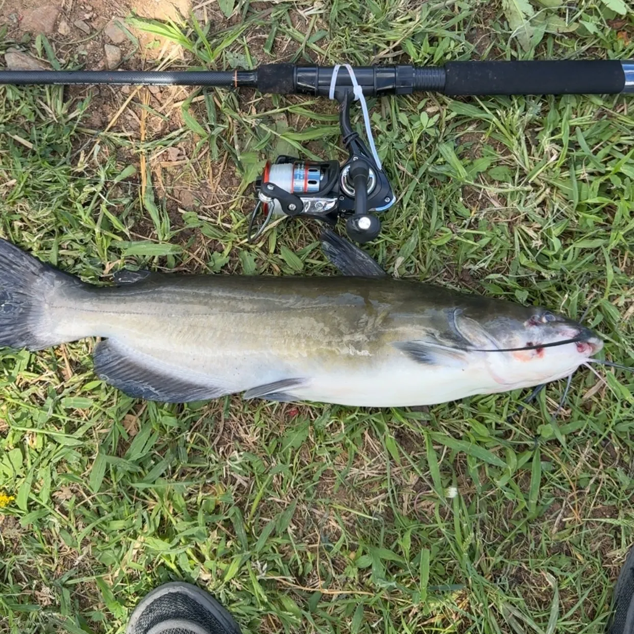 Channel catfish caught on Fishbrain