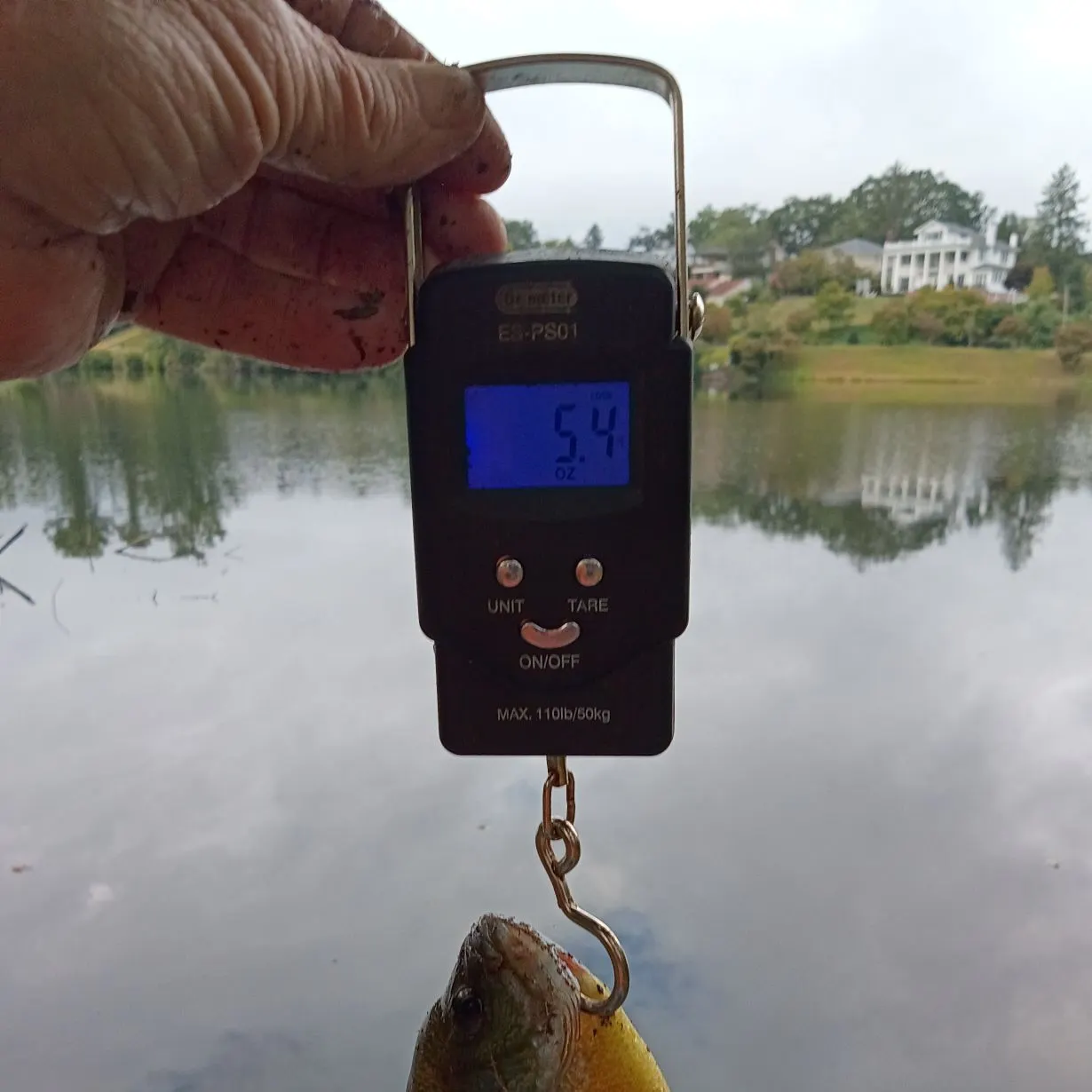 Bluegill caught on Fishbrain