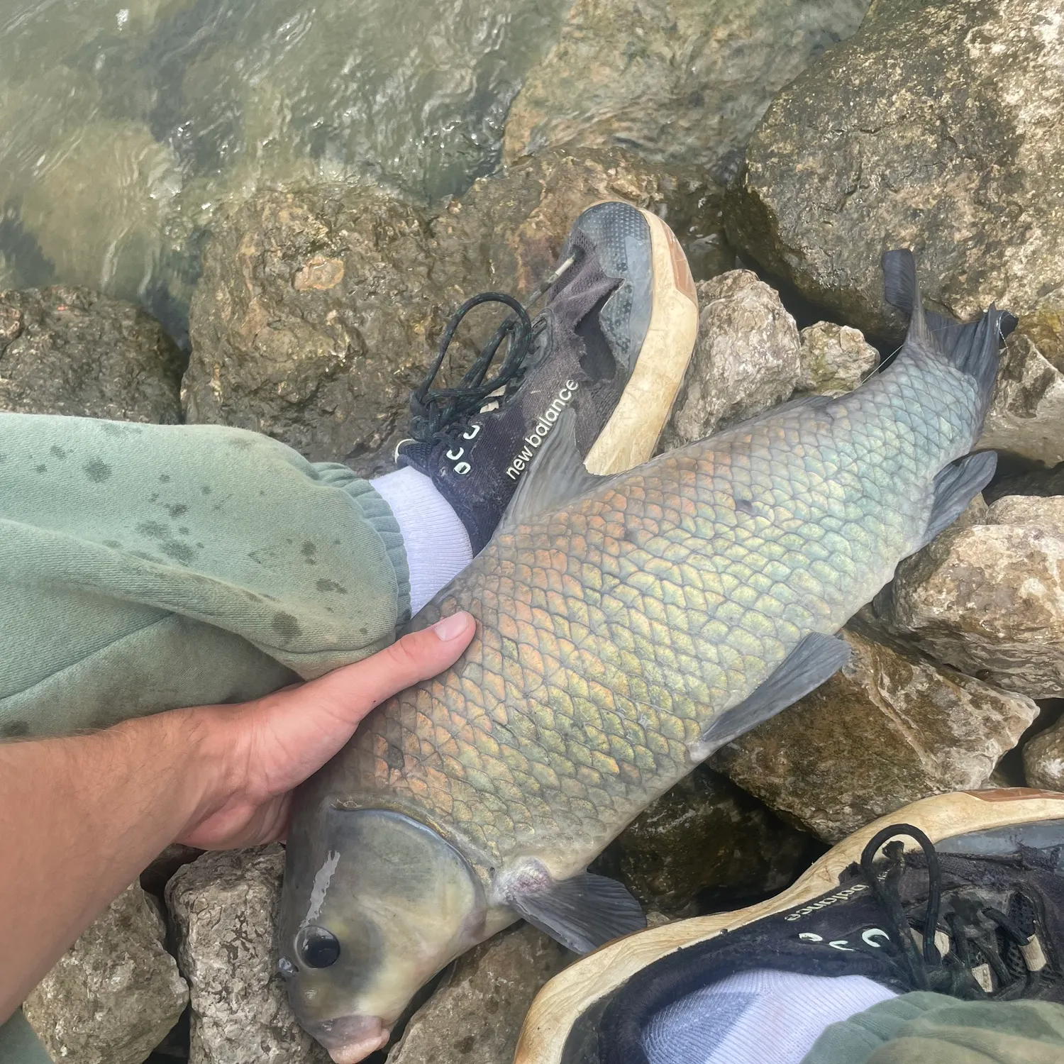 The most recent Black buffalo catches on Fishbrain