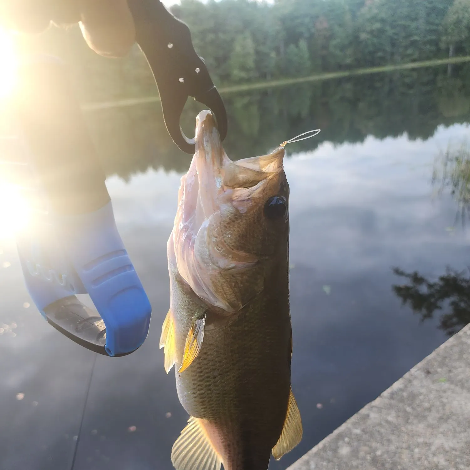 Largemouth bass caught on Fishbrain
