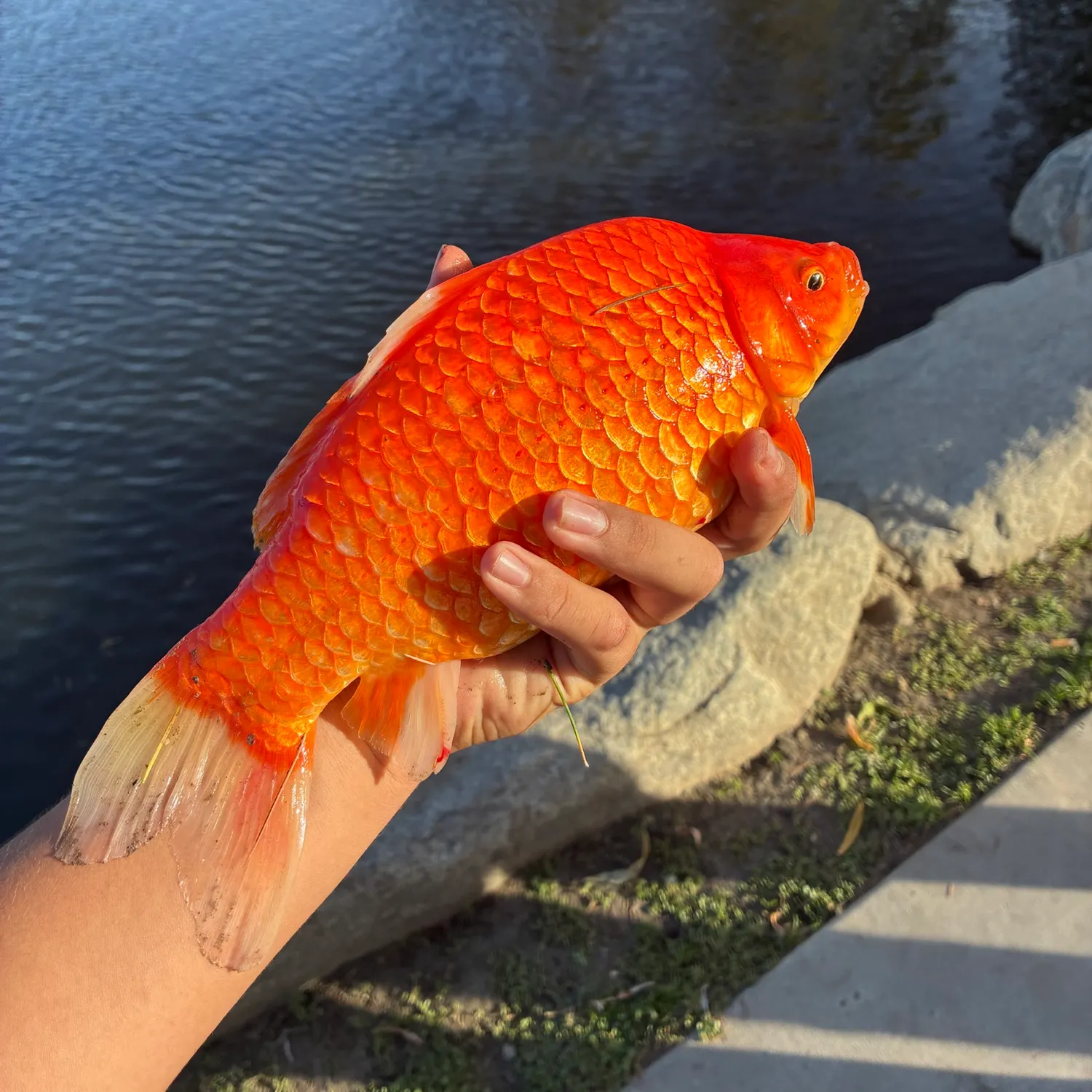 Goldfish caught on Fishbrain
