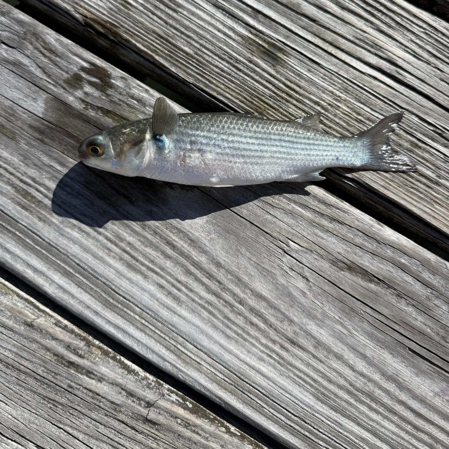 The most recent Striped mullet catches on Fishbrain