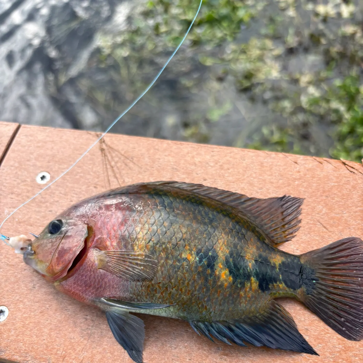 The most recent Redhead cichlid catches on Fishbrain