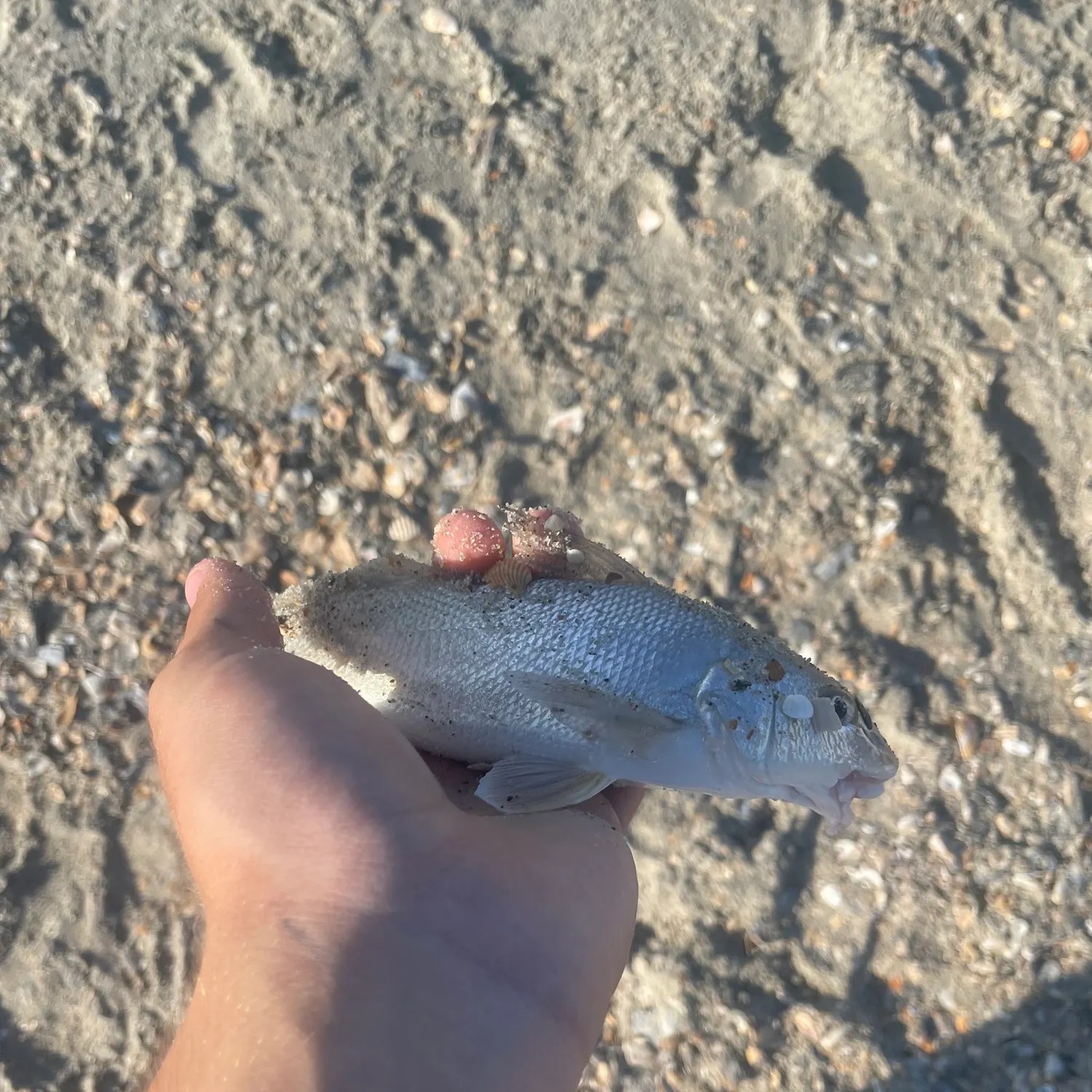 The most recent Atlantic croaker catches on Fishbrain