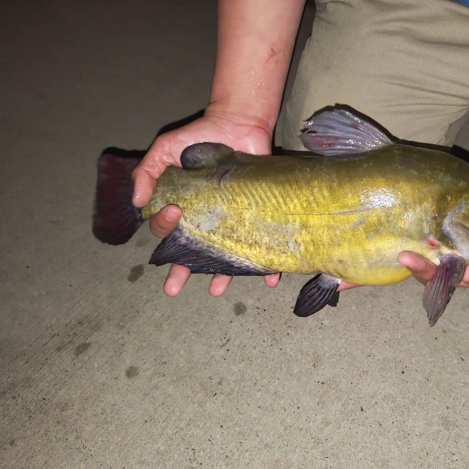 The most recent Brown bullhead catches on Fishbrain