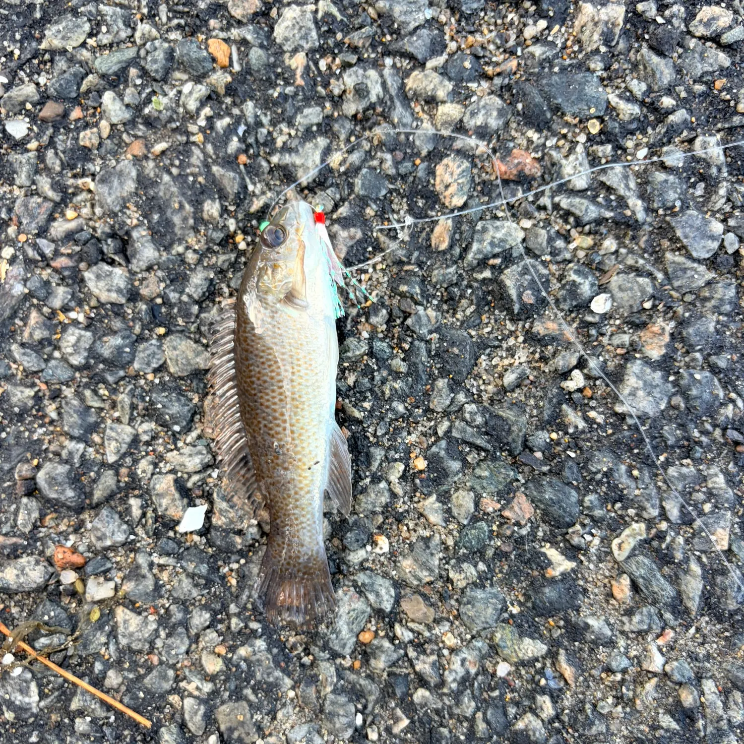 Tautog caught on Fishbrain