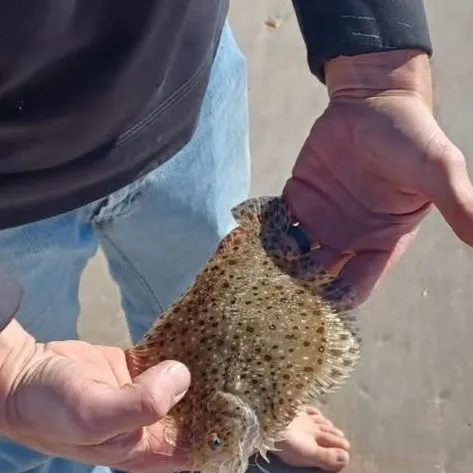 The most recent Winter flounder catches on Fishbrain