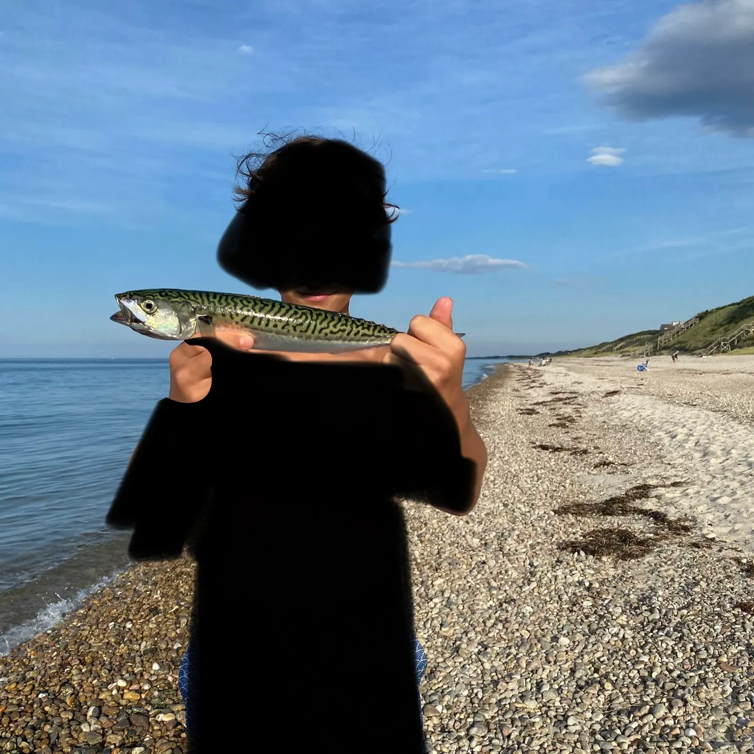 The most recent Atlantic chub mackerel catches on Fishbrain