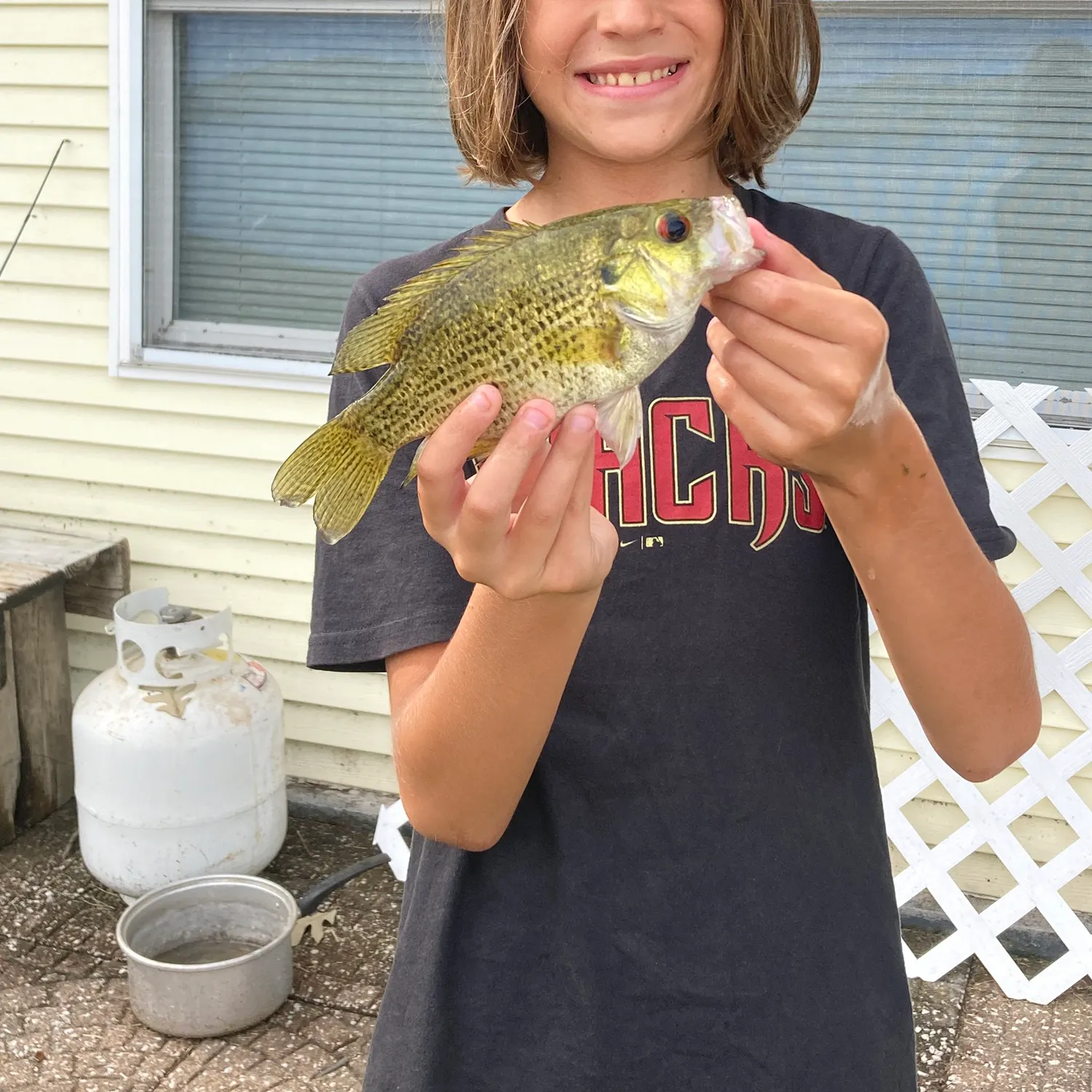 Rock bass caught on Fishbrain