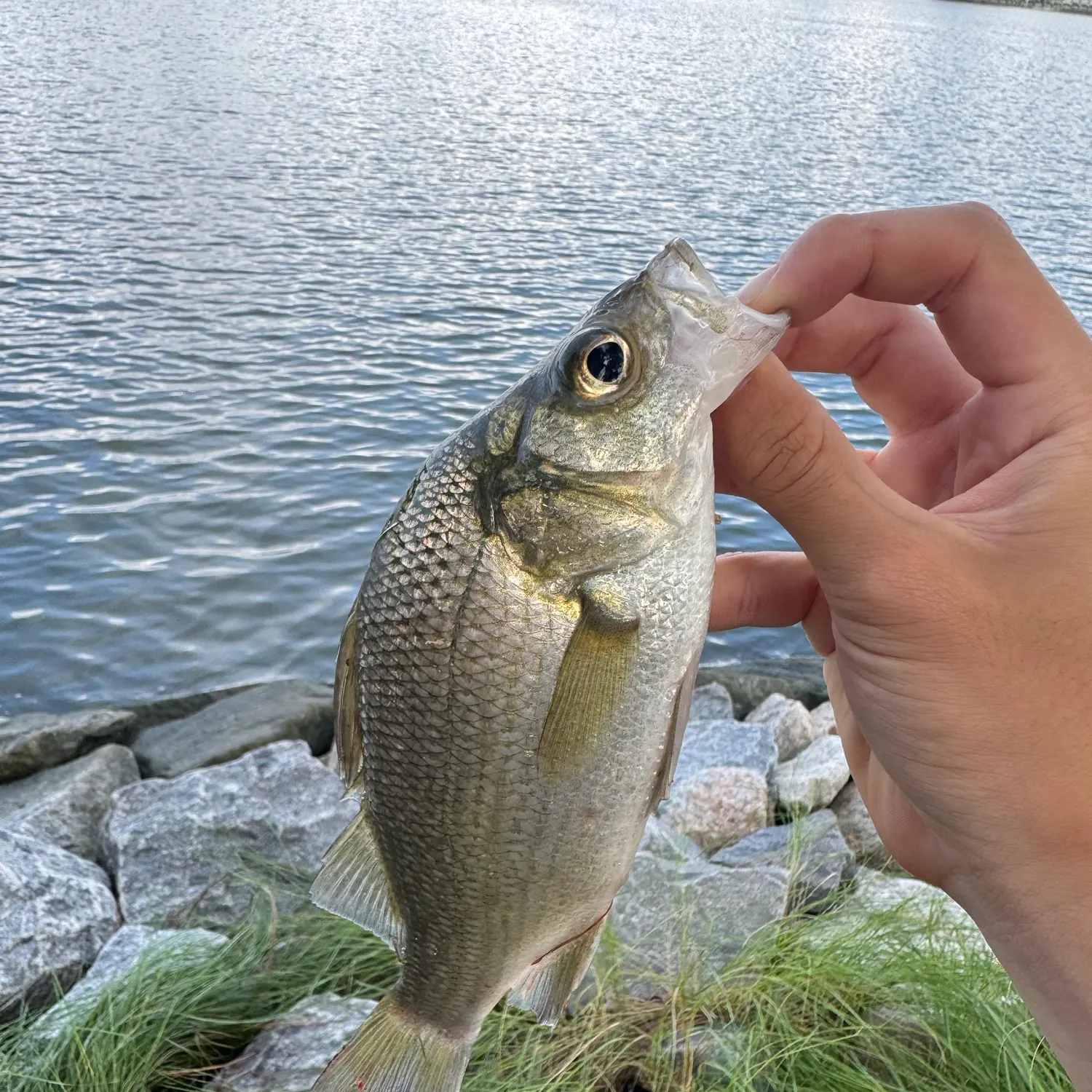 White perch caught on Fishbrain
