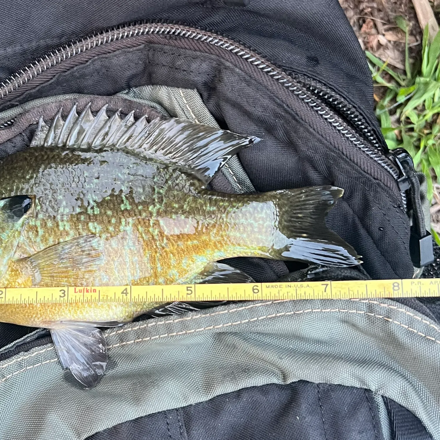 Greengill hybrid caught on Fishbrain