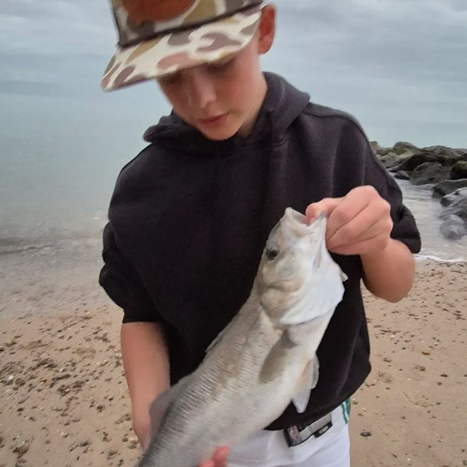 European seabass caught on Fishbrain